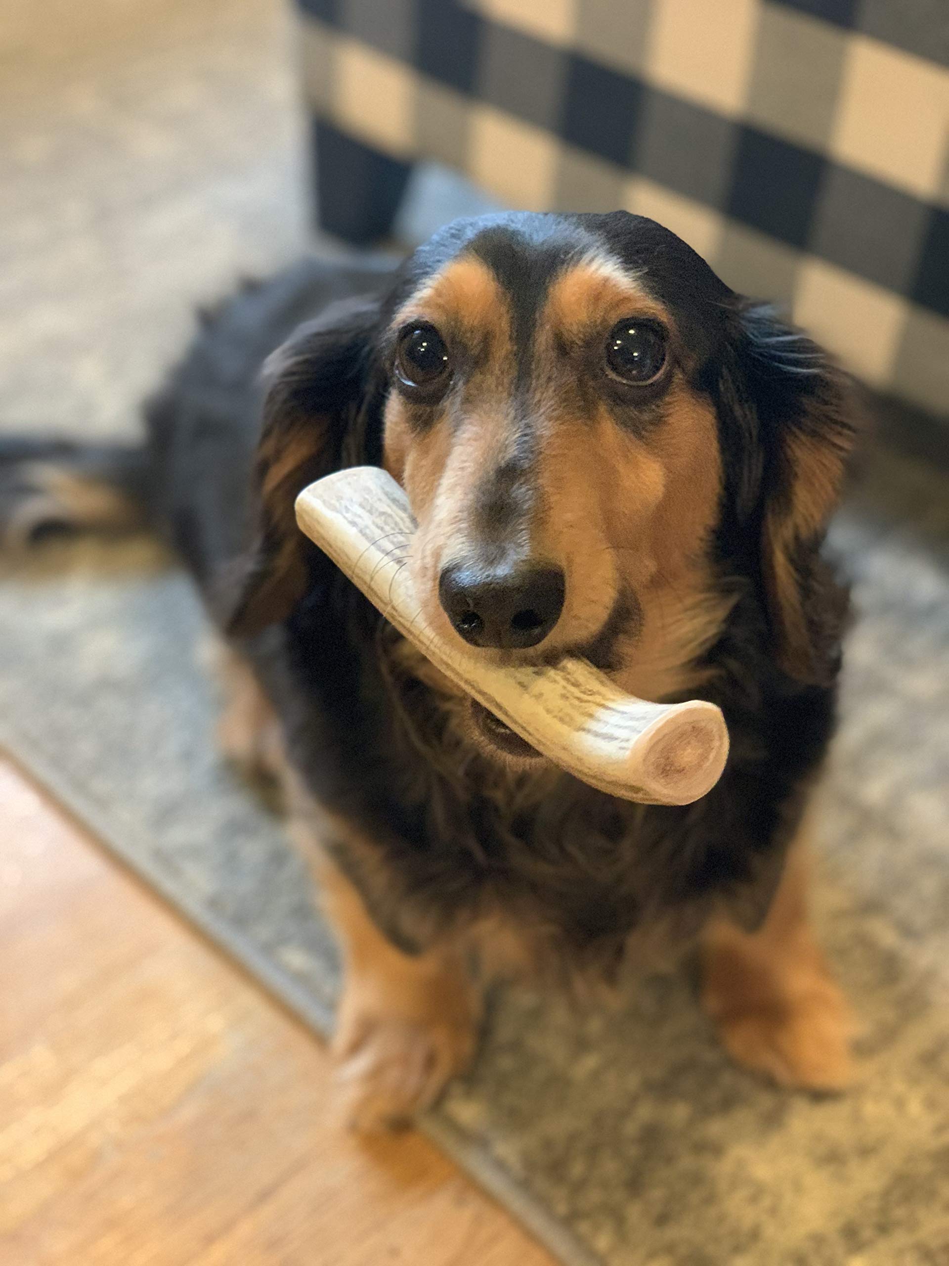 Perfect Pet Chews Deer Antler Dog Chew - Grade A, All Natural, Organic, and Long Lasting Treats - Made from Naturally Shed Antle